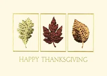 Autumn Splendor — thanksgiving cards greeting card, personalized by Best Holiday Cards