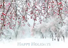 Holiday Road — photography greeting card, personalized by Best Holiday Cards