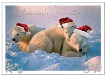 Polar Friends — humorous greeting card, personalized by Best Holiday Cards