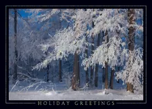 Snow Covered Forest — treeline greeting card, personalized by Best Holiday Cards