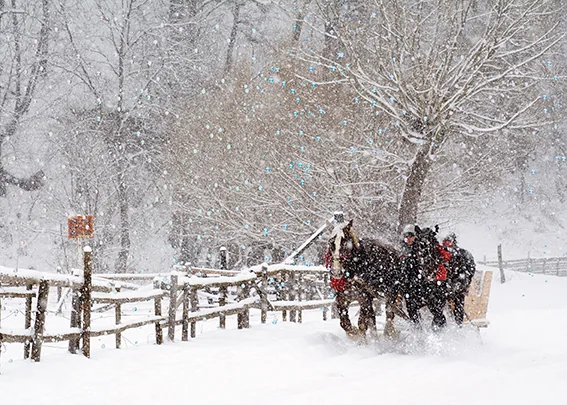 Snowy Sleigh Ride — Personalized Winter Holiday Card — personalized business greeting card from Best Holiday Cards