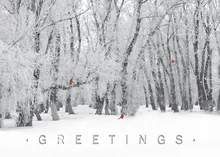 Winter's Special Visitors — treeline greeting card, personalized by Best Holiday Cards